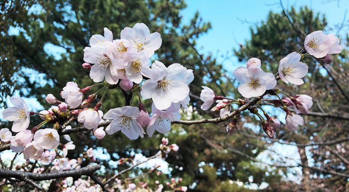 旬の食材を堪能する お花見バーベキューを開催しました 芳和システムデザイン